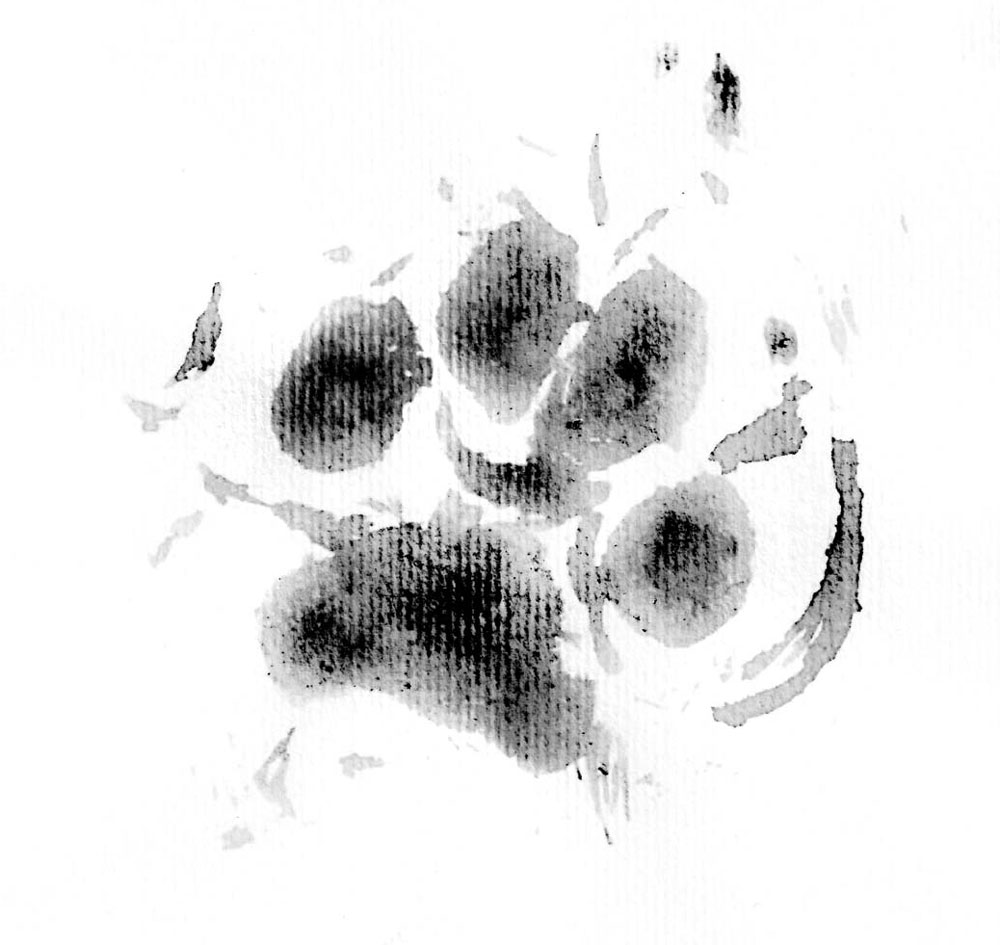 Felipe Paw Signature Print